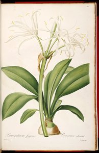 Hymenocallis fragrans von Pierre Joseph Redouté